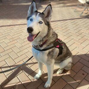 Meet your Posher, Tom